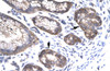 Antibody used in IHC on Human Stomach.