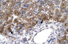 Antibody used in IHC on Human Liver.