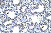 Antibody used in IHC on Human Lung.