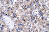 Antibody used in IHC on Human Liver.