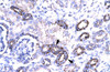 Antibody used in IHC on Human kidney.