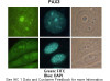 Antibody used in IHC on Mouse B16F10 at: 1:200.