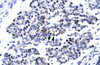 Antibody used in IHC on Human Pancreas.