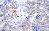 Antibody used in IHC on Human Liver.