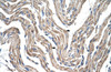 Antibody used in IHC on Human Muscle.