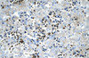 Antibody used in IHC on Human Liver.