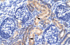 Antibody used in IHC on Human kidney.