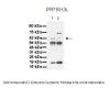 Antibody used in WB on Human cell lines at: 1:1000 (Lane 1. 30 ug MiaPaca-2 cell lysate, Lane 2. 30 ug Panc-1 cell lysate) .