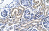 Antibody used in IHC on Human kidney.