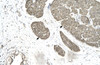 Antibody used in IHC on Human urinary bladder.