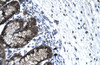 Antibody used in IHC on Human Stomach.