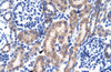 Antibody used in IHC on Human kidney.