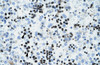 Antibody used in IHC on Human Liver.