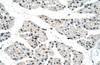 Antibody used in IHC on Human Muscle.