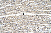 Antibody used in IHC on Human Heart.