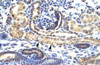 Antibody used in IHC on Human kidney.