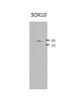 Antibody used in WB on Human HEK293 at 1:4000.