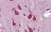 Antibody used in IHC on Human Brain, cortex at 5.0 ug/ml.