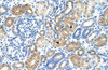 Antibody used in IHC on Human kidney.