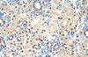 Antibody used in IHC on Human kidney.