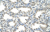 Antibody used in IHC on Human Lung.