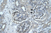 Antibody used in IHC on Human kidney.