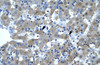 Antibody used in IHC on Human Liver.