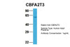 Antibody used in WB on Hum. Adult Placenta at 1 ug/ml.