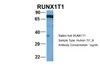 Antibody used in WB on Human 721_B at 1 ug/ml.