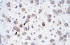 Antibody used in IHC on Human Brain.