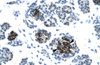 Antibody used in IHC on Human Pancreas.