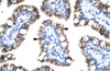 Antibody used in IHC on Human Intestine.