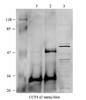 Antibody used in WB on Human HEK293T at: 1:1000 (Lane 1: Negative control (anti-FLAG antibody) , Lane 2: Immunoprecipitation with CCT4 (C-term) , Lane 3: 10 ug lysate) .