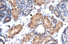 Antibody used in IHC on Human kidney.