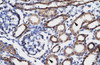 Antibody used in IHC on Human kidney.