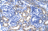 Antibody used in IHC on Human kidney.