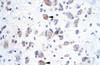 Antibody used in IHC on Human Brain.