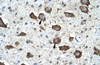 Antibody used in IHC on Human Brain.