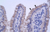 Antibody used in IHC on Human Intestine.