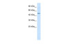 Antibody used in WB on Human Jurkat 1.25 ug/ml.