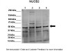 Antibody used in WB on Human, canine, Mouse at: 1:1000 (Lane 1: 50ug HEK293 lysate, Lane 2: 50ug MDCK lysate, Lane 3: 50ug NMuMG lysate, Lane 4: 50ug MDAMB231 lysate) .