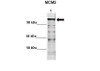 Antibody used in WB on mouse neural stem at 1:1000.