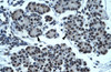 Antibody used in IHC on Human Pancreas.