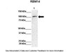 Antibody used in WB on Human HeLa at: 1:1000.