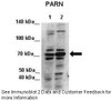 Antibody used in WB on Human HEK-293 at: 1:500 (Lane 1: 7ug HEK293 cytoplasmic lysate Lane 2: 7ug HEK293 nuclei lysate) .