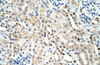 Antibody used in IHC on Mouse Kidney.