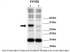 Antibody used in WB on Human 293T at: 1:1000 (Lane 1: 10ug hFXYD5 transfected 293T lysate, Lane 2: 10ug 293T lysate) .