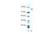 Antibody used in WB on Human Jurkat 0.125 ug/ml.