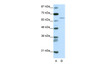 Antibody used in WB on Transfected 293T at 2.5 ug/ml.