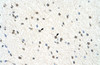 Antibody used in IHC on Human Brain.